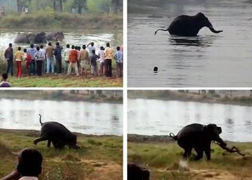 Elephant tramples man to death near kolar